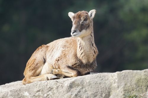 mouflon female sheep