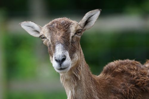 mouflon female mammal