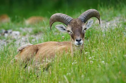 mouflon horned ruminant