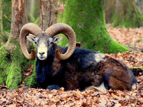 mouflon aries horns