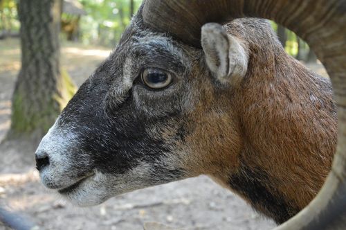 mouflon horn wild