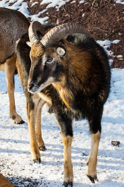 mouflon sheep winter fur