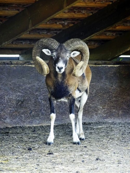 mouflon animal the zoo