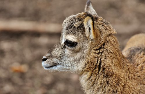 mouflon  young animal  aries