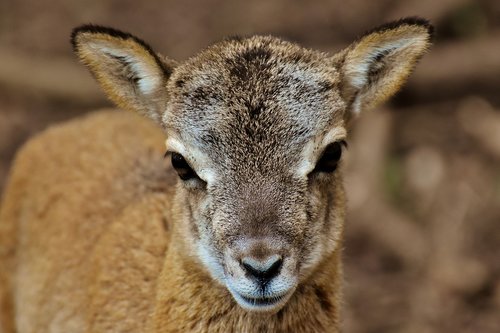 mouflon  young animal  aries