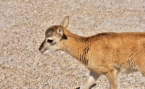 mouflon  young animal  aries