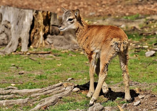 mouflon  young animal  aries