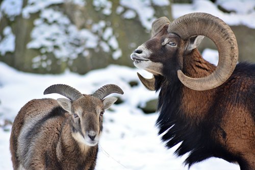 mouflon  winter  deer park