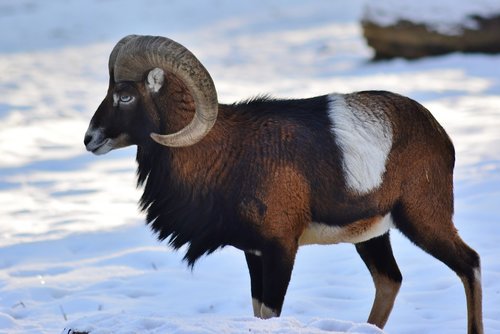 mouflon  bock  winter fur