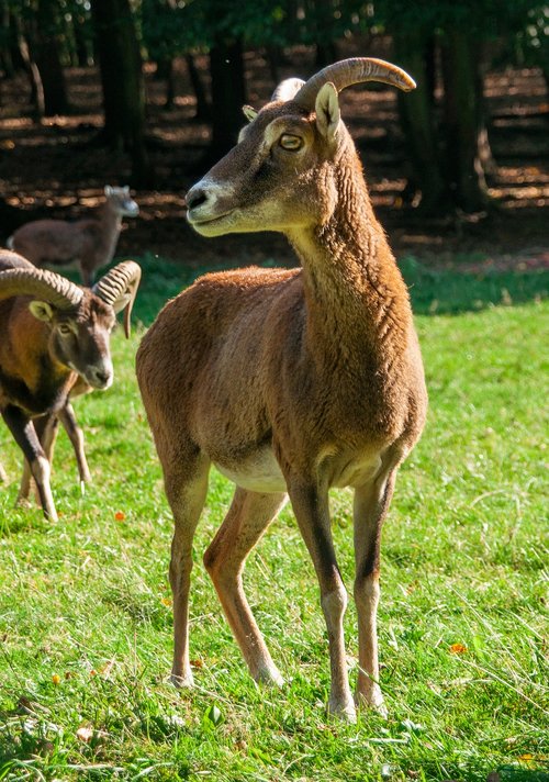 mouflon  wild animal  aries