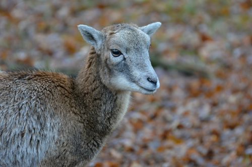 mouflon wild animal