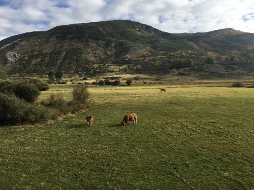 mount mountain cows
