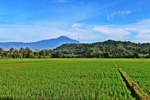 mount field view