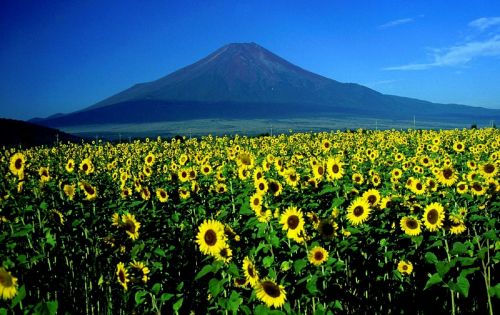 mount fuji sunflowers landscape