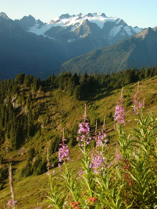 mount olympus olympic mountains landscape