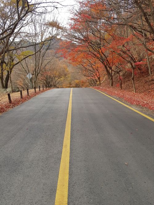 mount sanqing autumn leaves autumn