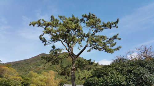 mountain wood pine