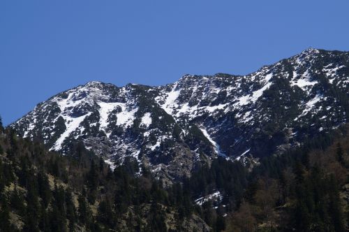 mountain spring alpine