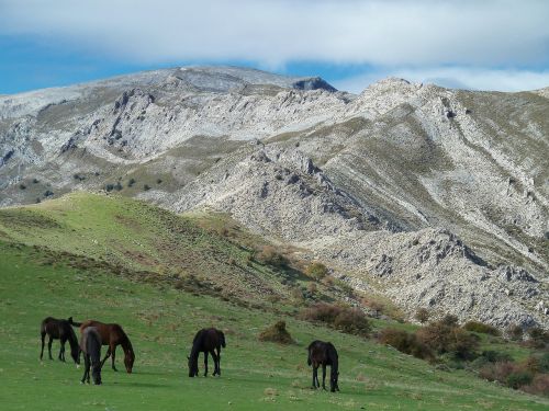 mountain horses landscape