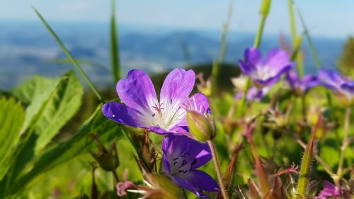 mountain flower nature