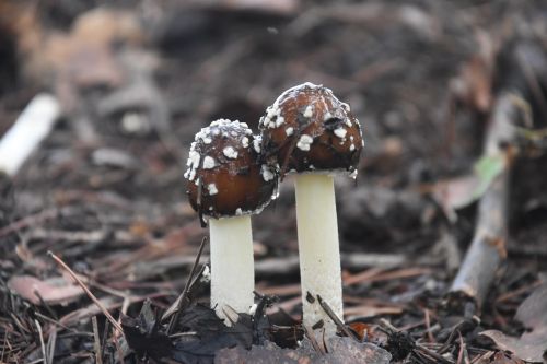 mountain mushroom nature