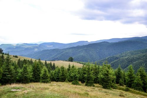 mountain landscape trees