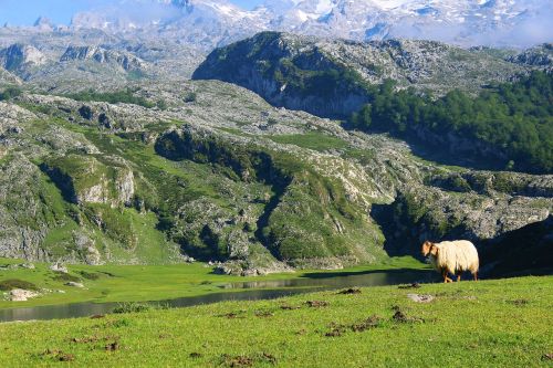 mountain sheep landscape