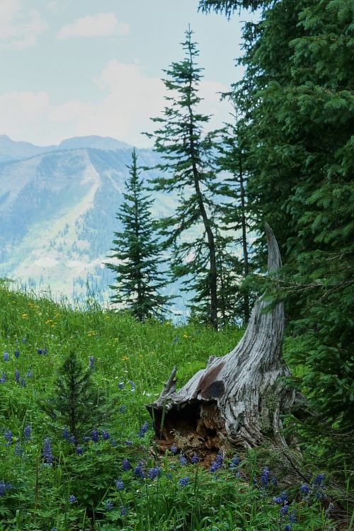 mountain wildflower stump