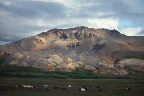 mountain field horses