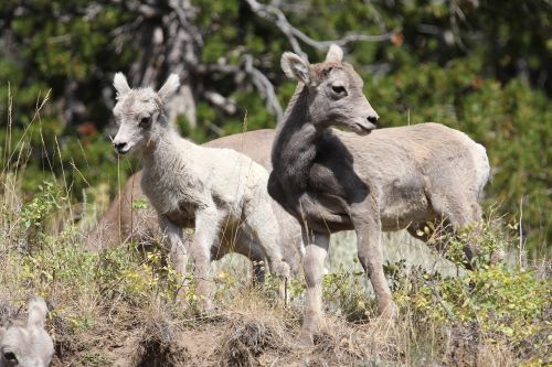 mountain goats wildlife