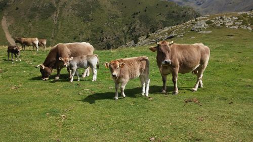 mountain cows nature