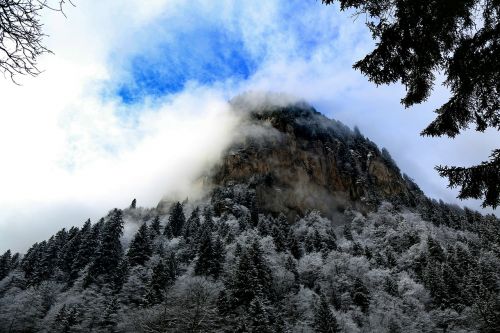 mountain tree turkey