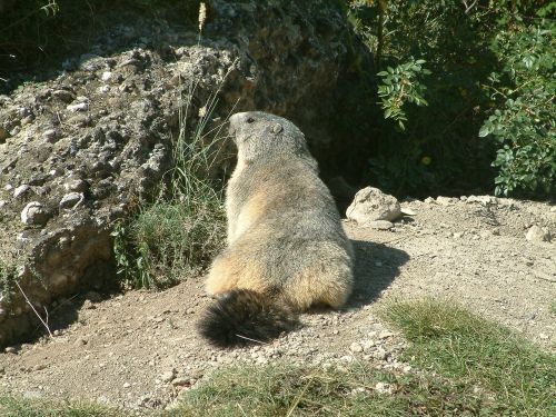 mountain marmot wildlife