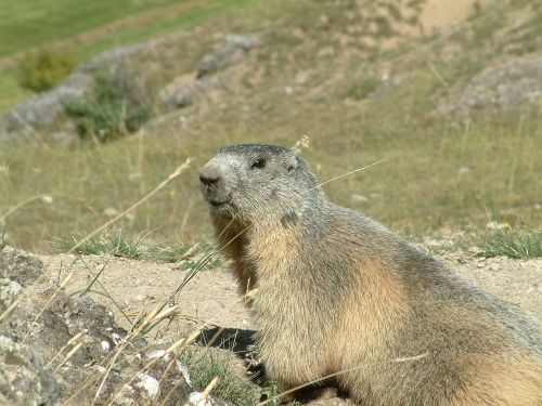 mountain marmot wildlife