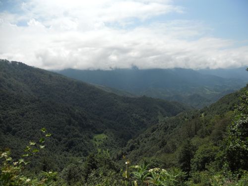 mountain trees outdoor