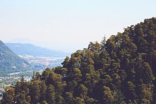 mountain trees view