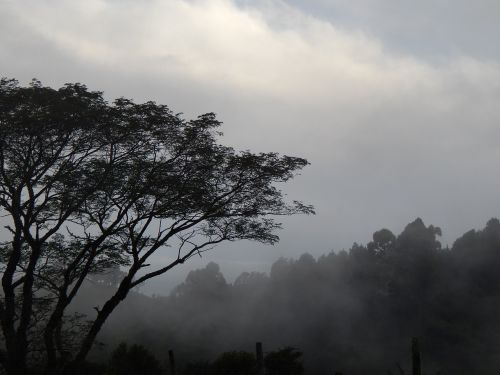 mountain tree fog