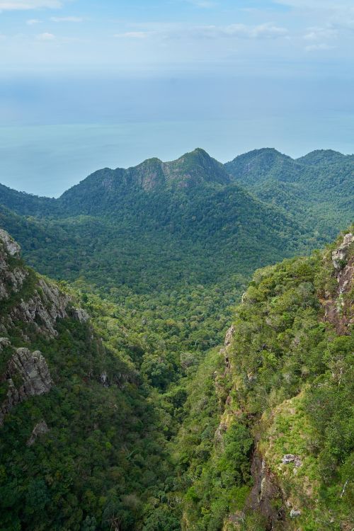 mountain nature tree