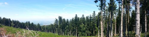 mountain forest landscape