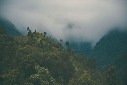 mountain trees plant