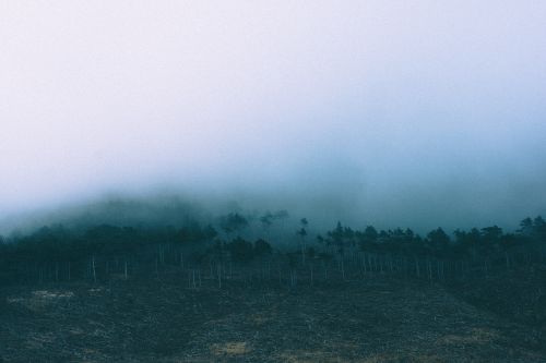 mountain nature fog