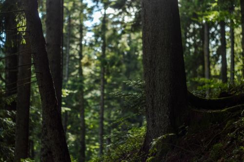 mountain landscape forest