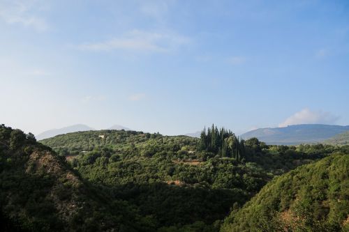 mountain trees plant