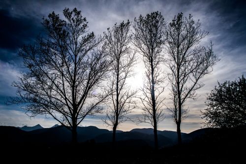 mountain highland tree