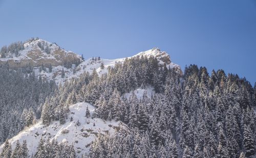 mountain highland trees