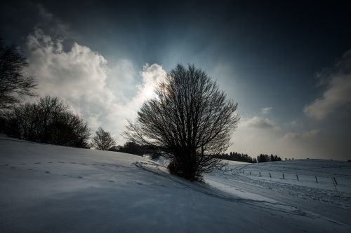 mountain trees nature