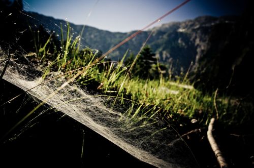 mountain spider web meadow