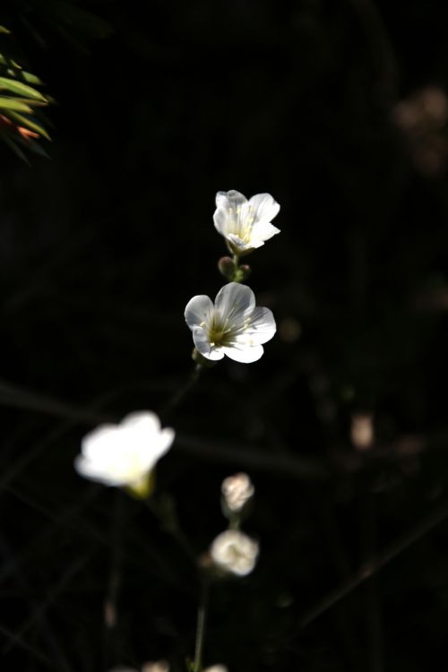 mountain flower nature