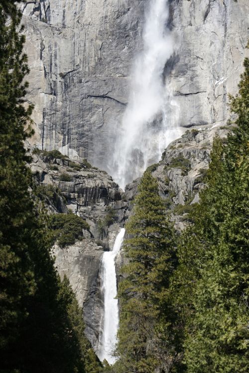 mountain evergreen scene