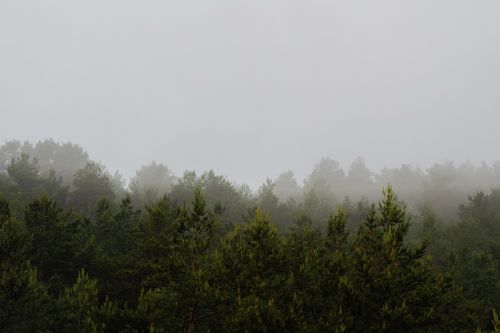 mountain fog pine